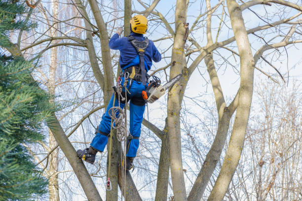 Best Tree Mulching  in Five Points, FL